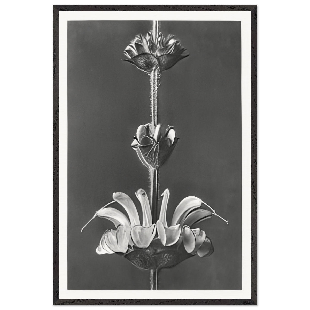 Art Forms in Nature 61 by Karl Blossfeldt, framed poster