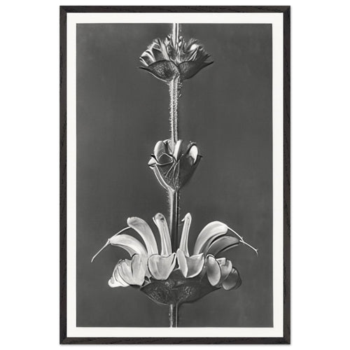 Art Forms in Nature 61 by Karl Blossfeldt, framed poster