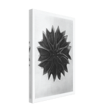 Art Forms in Nature 63 by Karl Blossfeldt, canvas, view 2