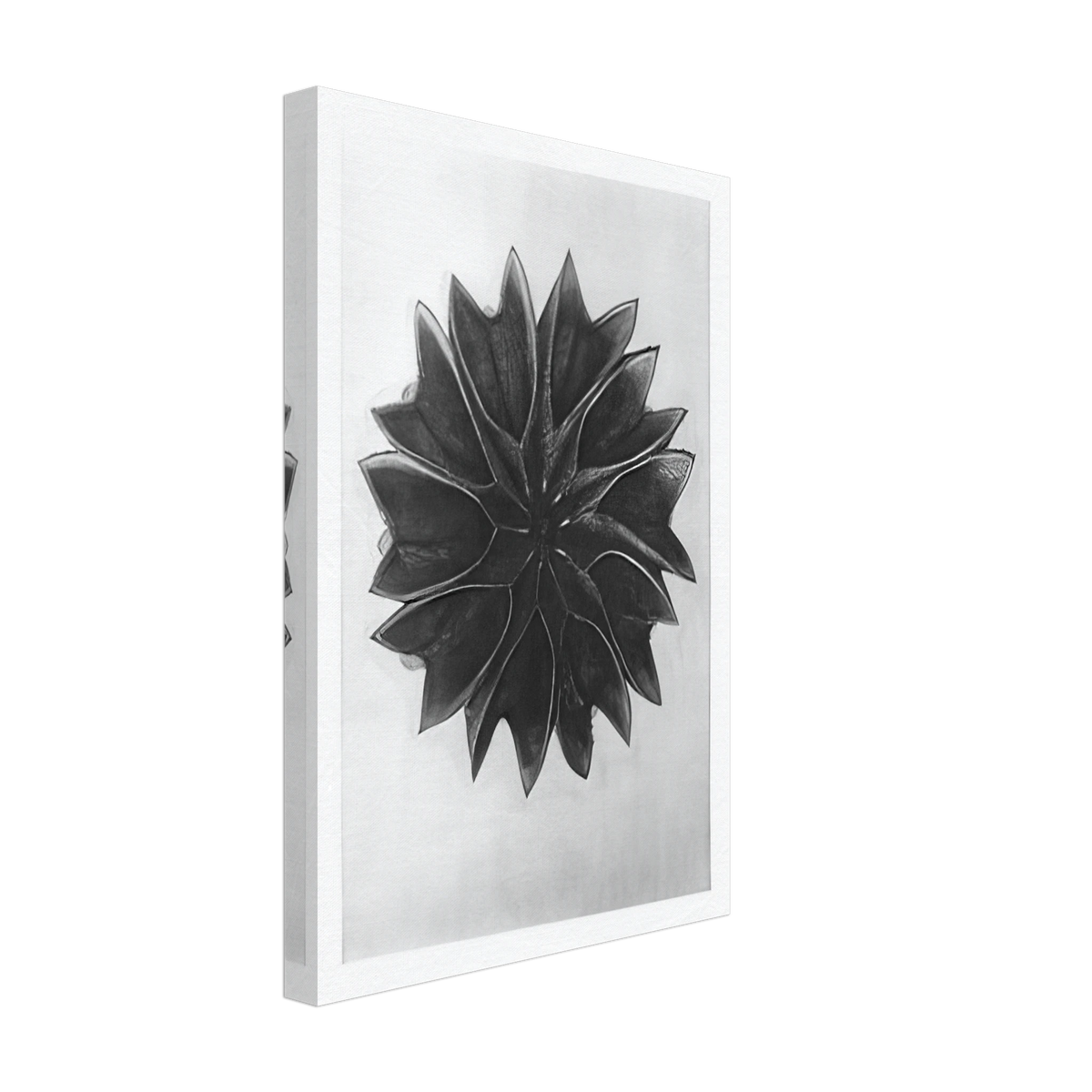 Art Forms in Nature 63 by Karl Blossfeldt, canvas, view 2