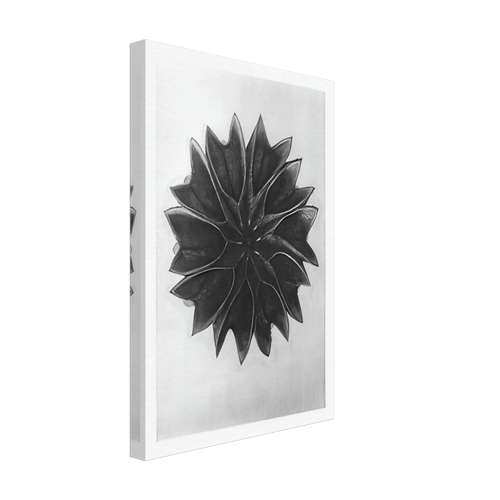 Art Forms in Nature 63 by Karl Blossfeldt, canvas, view 2