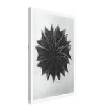 Art Forms in Nature 63 by Karl Blossfeldt, canvas