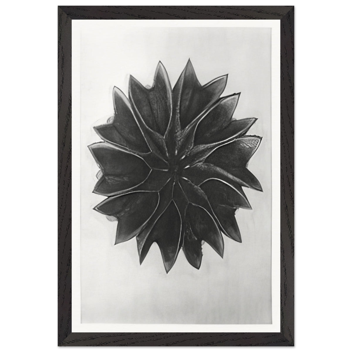 Art Forms in Nature 63 by Karl Blossfeldt, framed poster, view 2