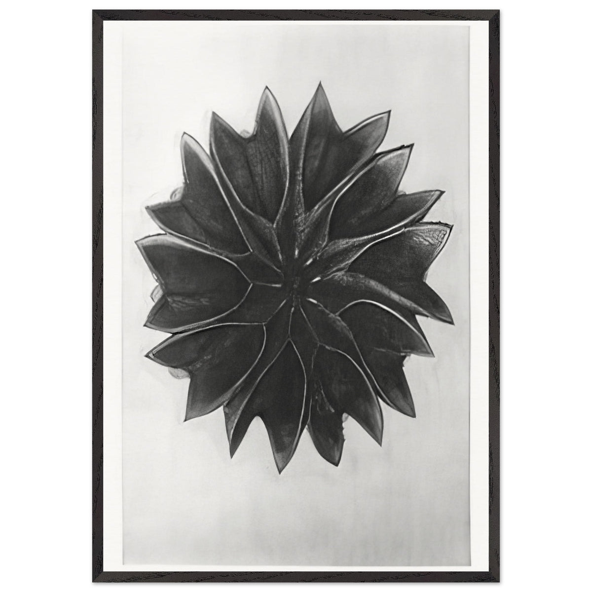Art Forms in Nature 63 by Karl Blossfeldt, framed poster, view 3