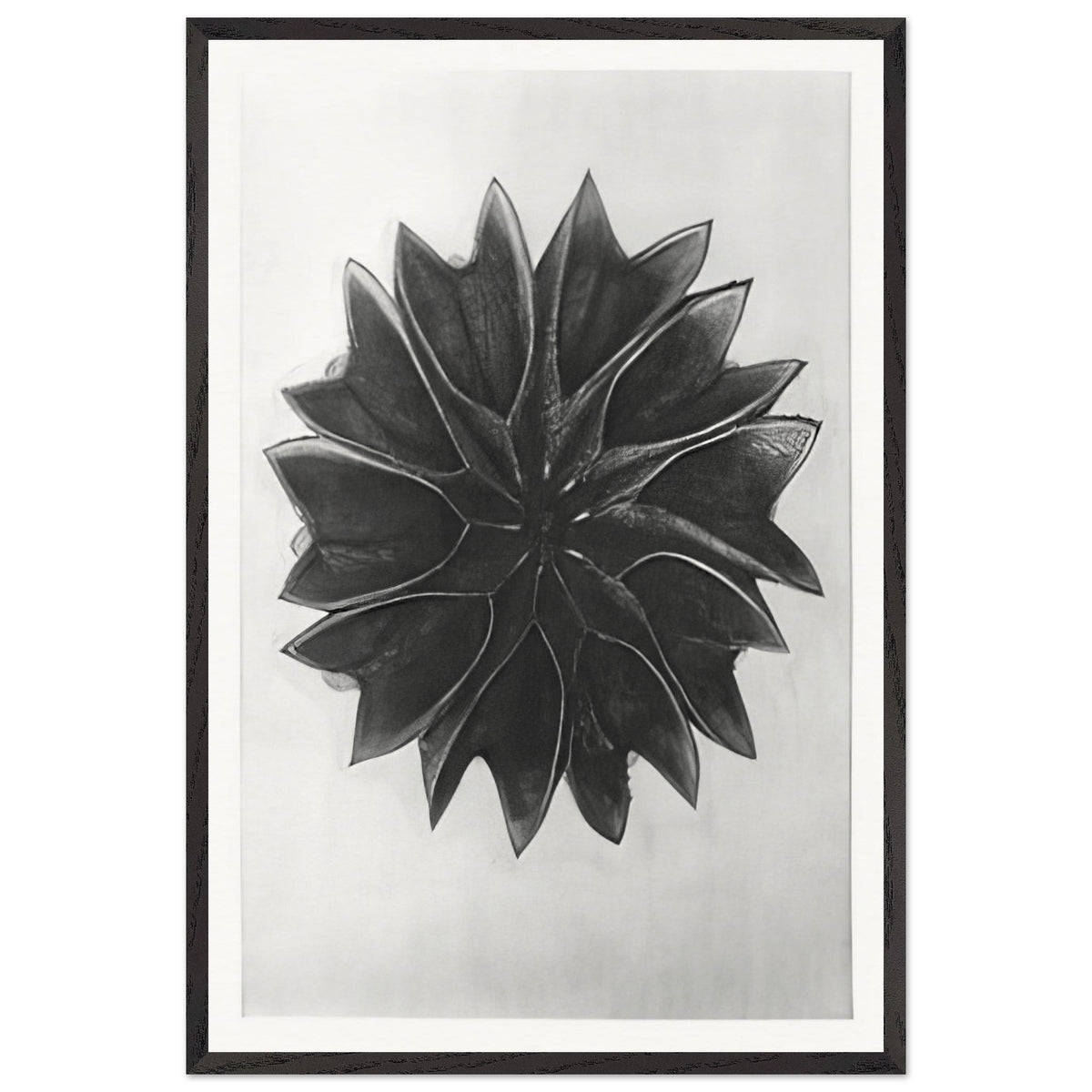 Art Forms in Nature 63 by Karl Blossfeldt, framed poster