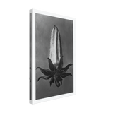 Art Forms in Nature 64 by Karl Blossfeldt, canvas, view 2