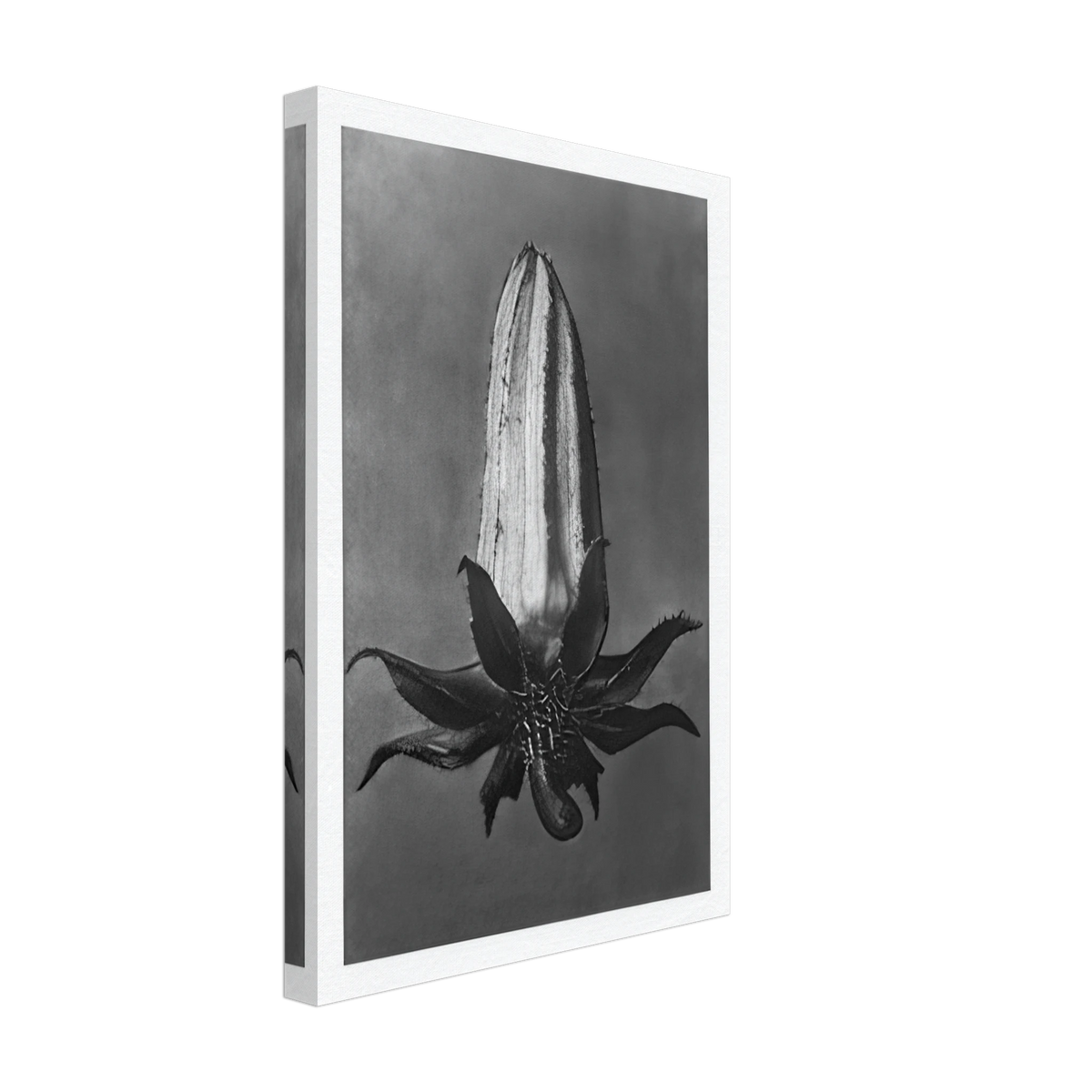 Art Forms in Nature 64 by Karl Blossfeldt, canvas, view 2