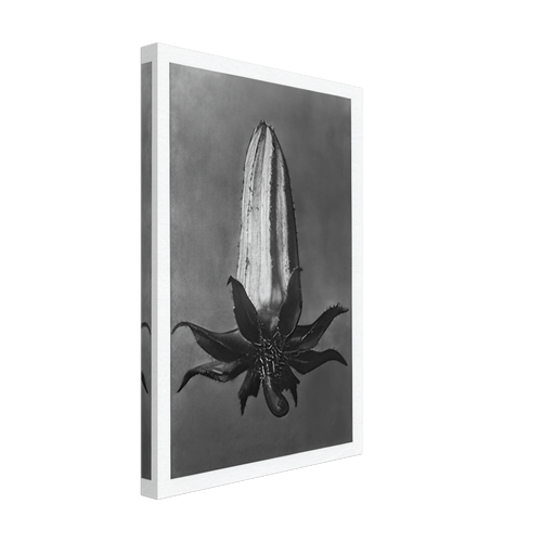 Art Forms in Nature 64 by Karl Blossfeldt, canvas, view 2
