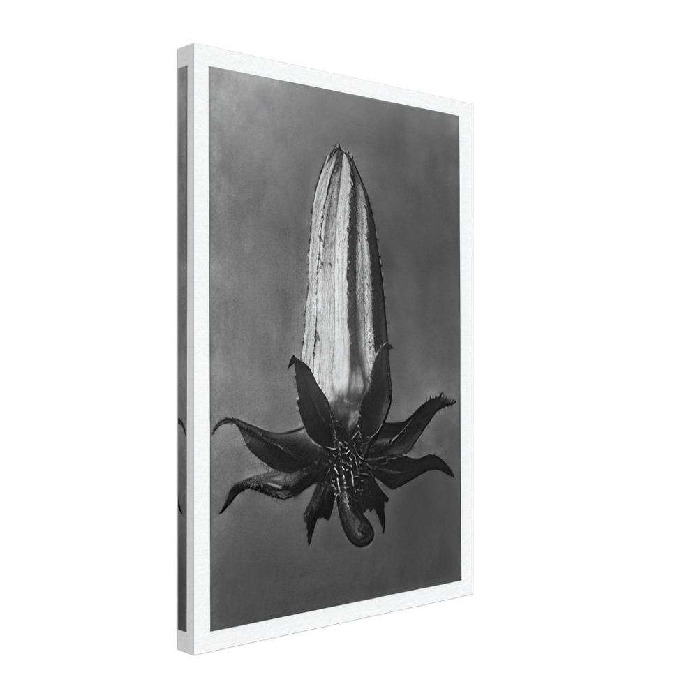 Art Forms in Nature 64 by Karl Blossfeldt, canvas