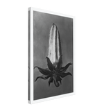 Art Forms in Nature 64 by Karl Blossfeldt, canvas