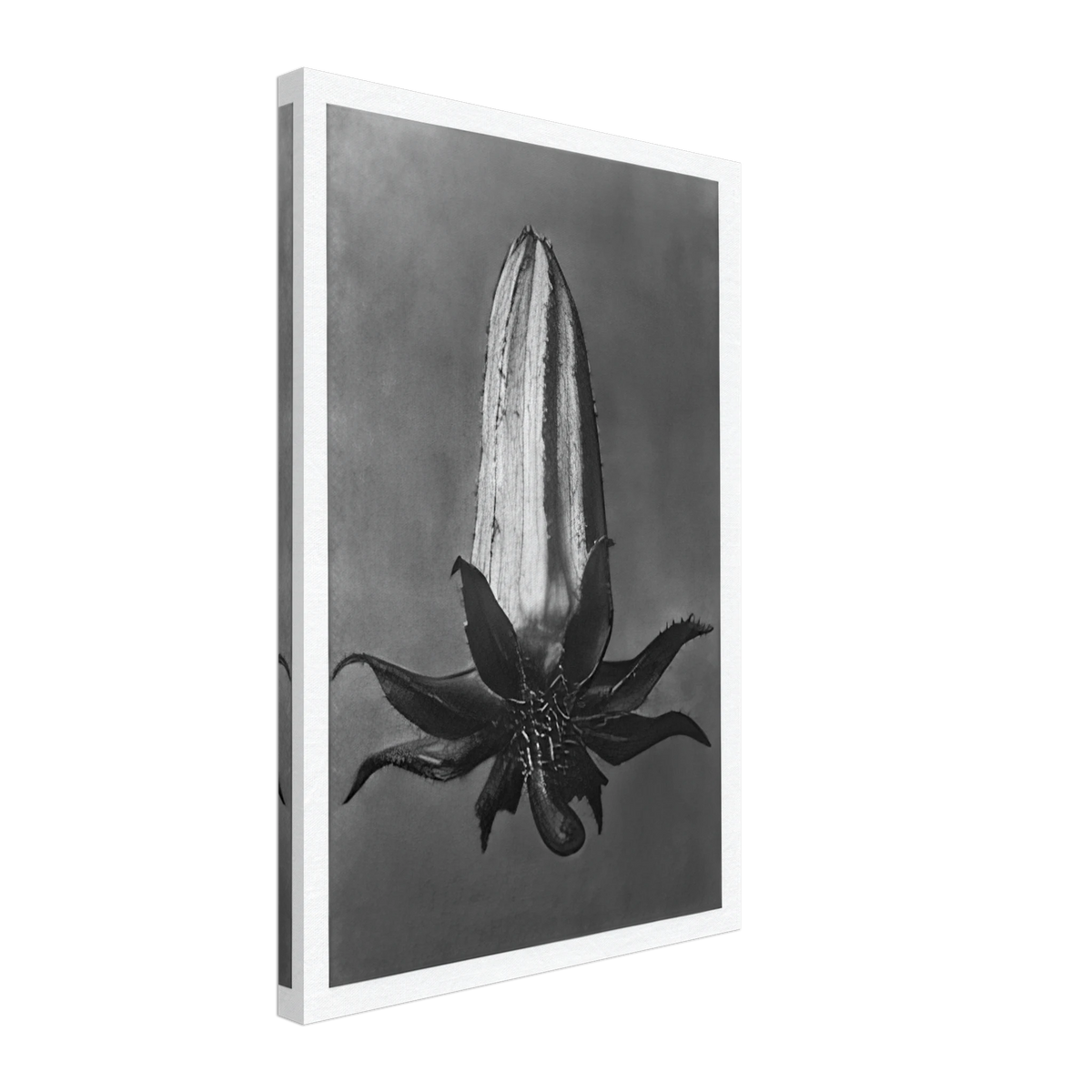 Art Forms in Nature 64 by Karl Blossfeldt, canvas