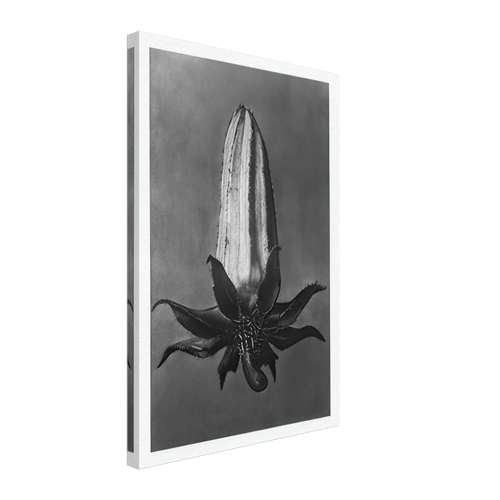 Art Forms in Nature 64 by Karl Blossfeldt, canvas