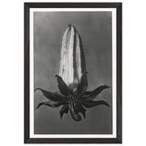 Art Forms in Nature 64 by Karl Blossfeldt, framed poster, view 2