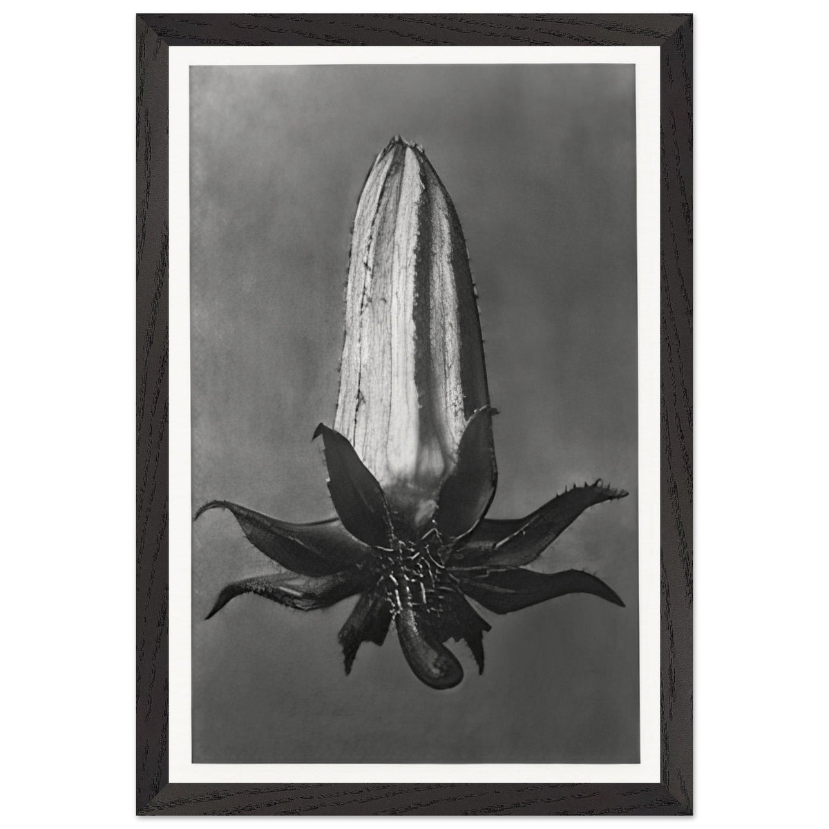 Art Forms in Nature 64 by Karl Blossfeldt, framed poster, view 2