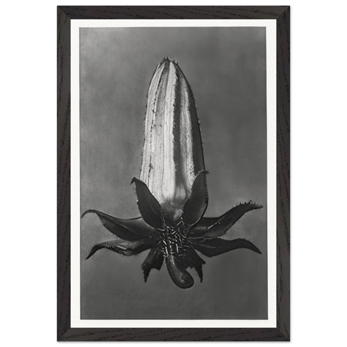 Art Forms in Nature 64 by Karl Blossfeldt, framed poster, view 2