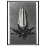 Art Forms in Nature 64 by Karl Blossfeldt, framed poster, view 3