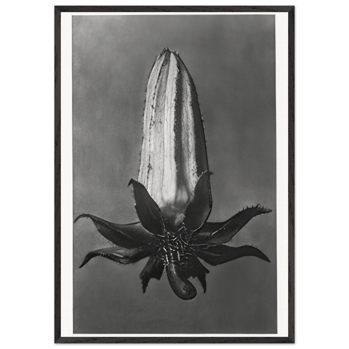 Art Forms in Nature 64 by Karl Blossfeldt, framed poster, view 3
