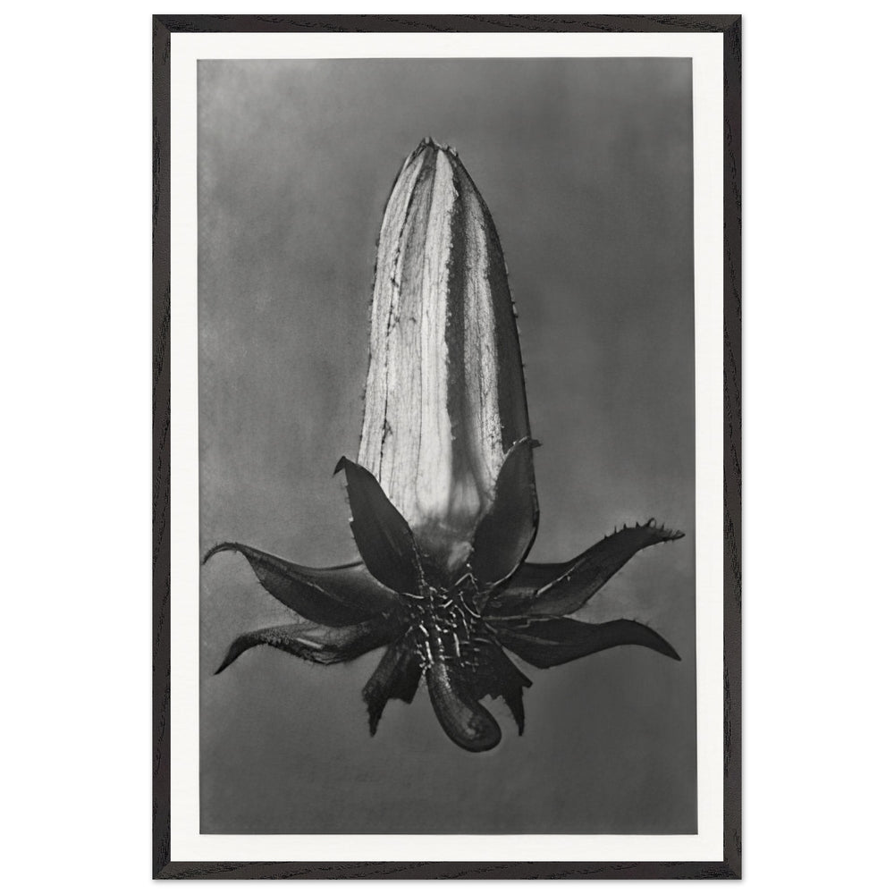 Art Forms in Nature 64 by Karl Blossfeldt, framed poster
