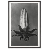 Art Forms in Nature 64 by Karl Blossfeldt, framed poster