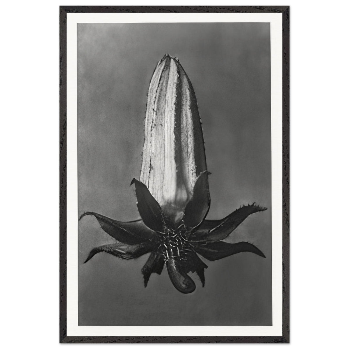 Art Forms in Nature 64 by Karl Blossfeldt, framed poster