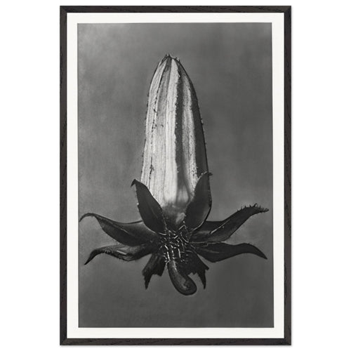 Art Forms in Nature 64 by Karl Blossfeldt, framed poster