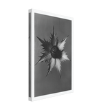 Art Forms in Nature 66 by Karl Blossfeldt, canvas, view 2