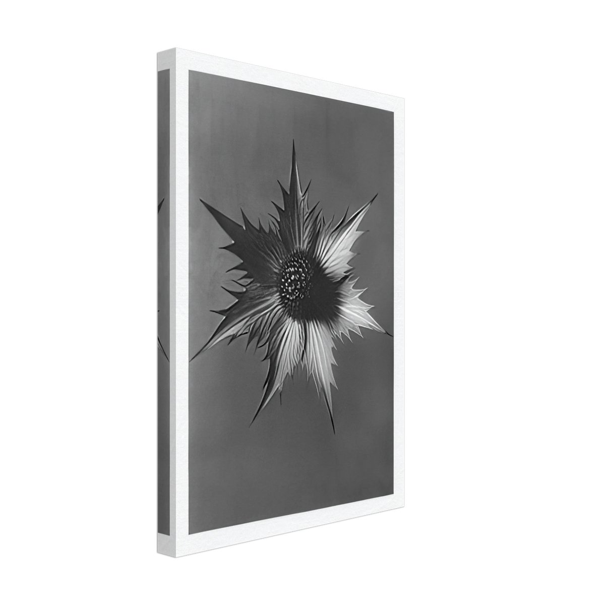 Art Forms in Nature 66 by Karl Blossfeldt, canvas, view 2