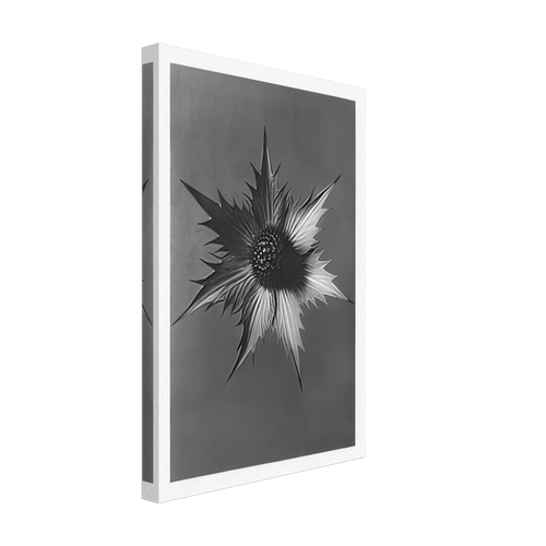 Art Forms in Nature 66 by Karl Blossfeldt, canvas, view 2