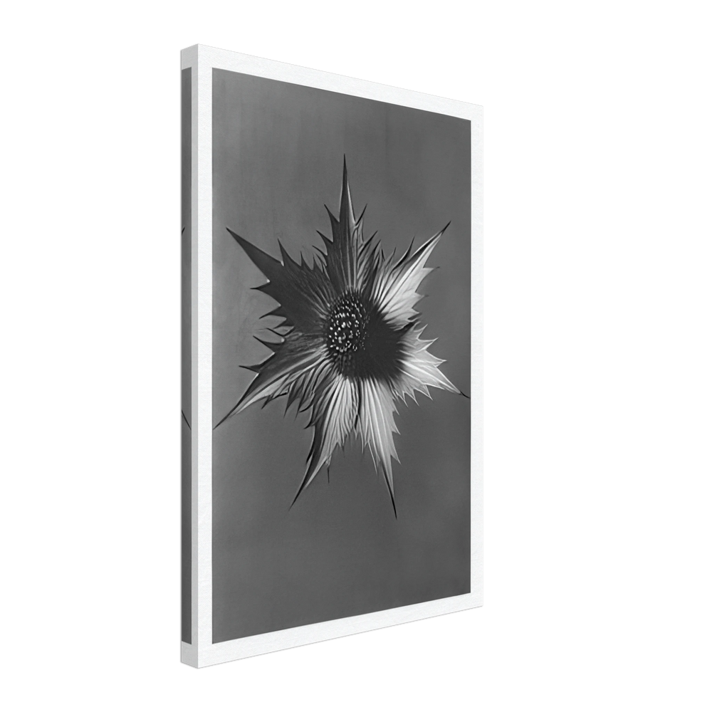 Art Forms in Nature 66 by Karl Blossfeldt, canvas