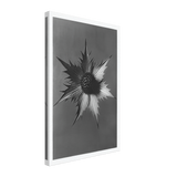 Art Forms in Nature 66 by Karl Blossfeldt, canvas