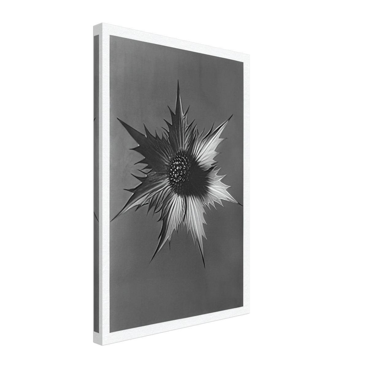 Art Forms in Nature 66 by Karl Blossfeldt, canvas