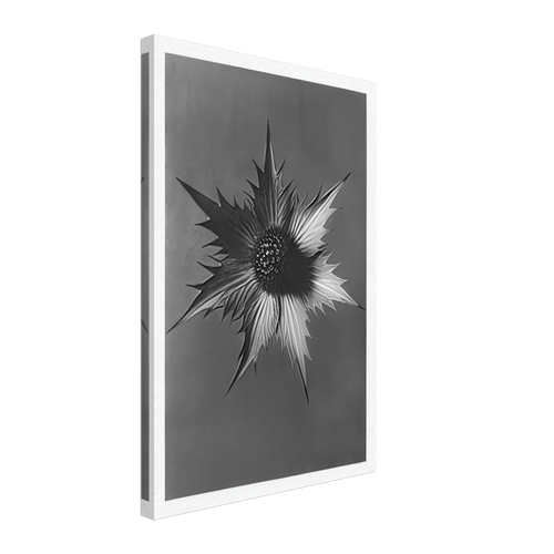 Art Forms in Nature 66 by Karl Blossfeldt, canvas