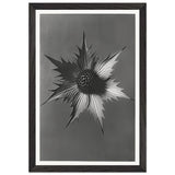 Art Forms in Nature 66 by Karl Blossfeldt, framed poster, view 2