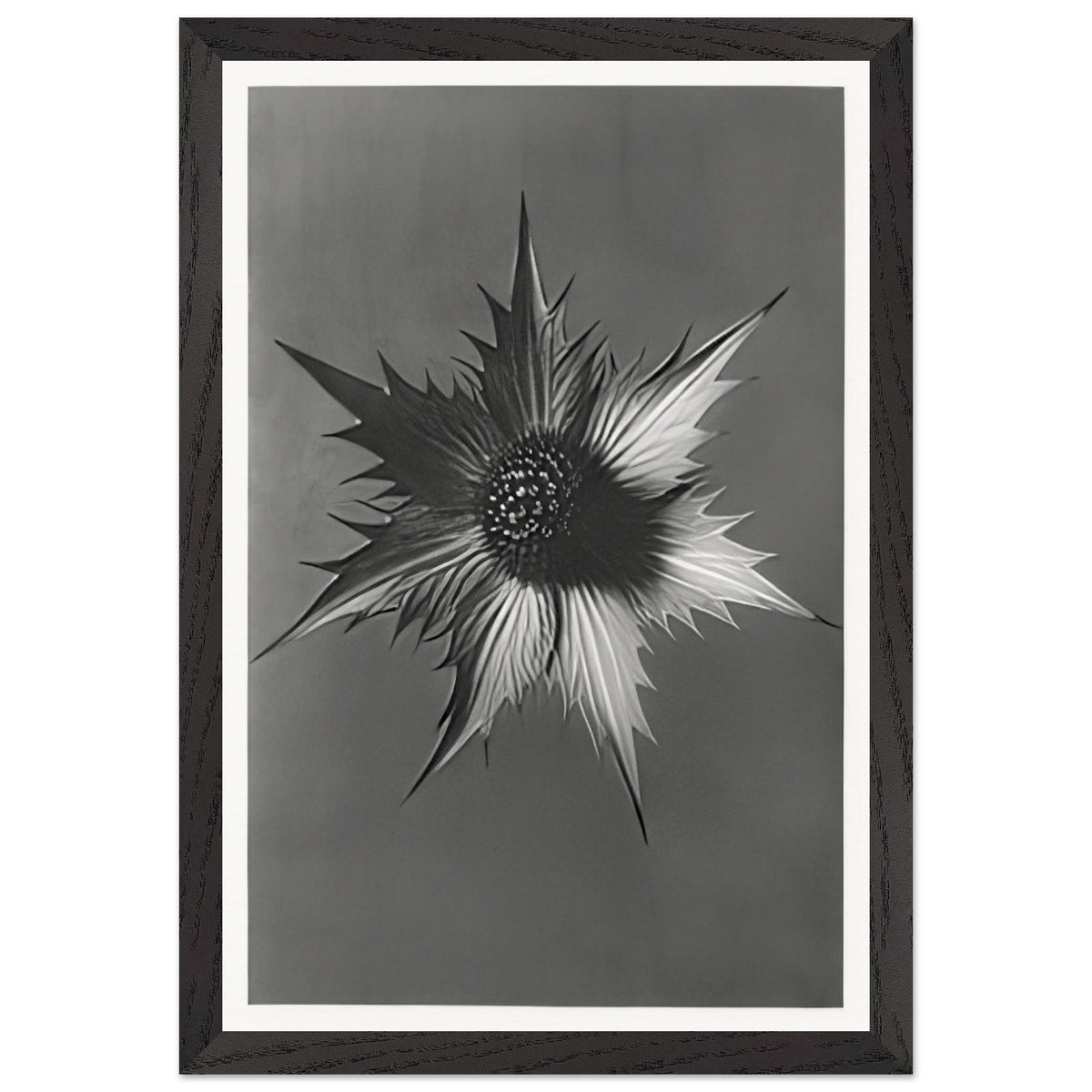 Art Forms in Nature 66 by Karl Blossfeldt, framed poster, view 2
