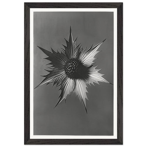 Art Forms in Nature 66 by Karl Blossfeldt, framed poster, view 2