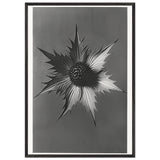 Art Forms in Nature 66 by Karl Blossfeldt, framed poster, view 3