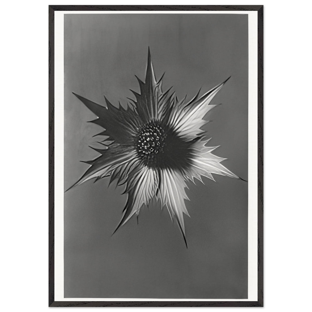 Art Forms in Nature 66 by Karl Blossfeldt, framed poster, view 3