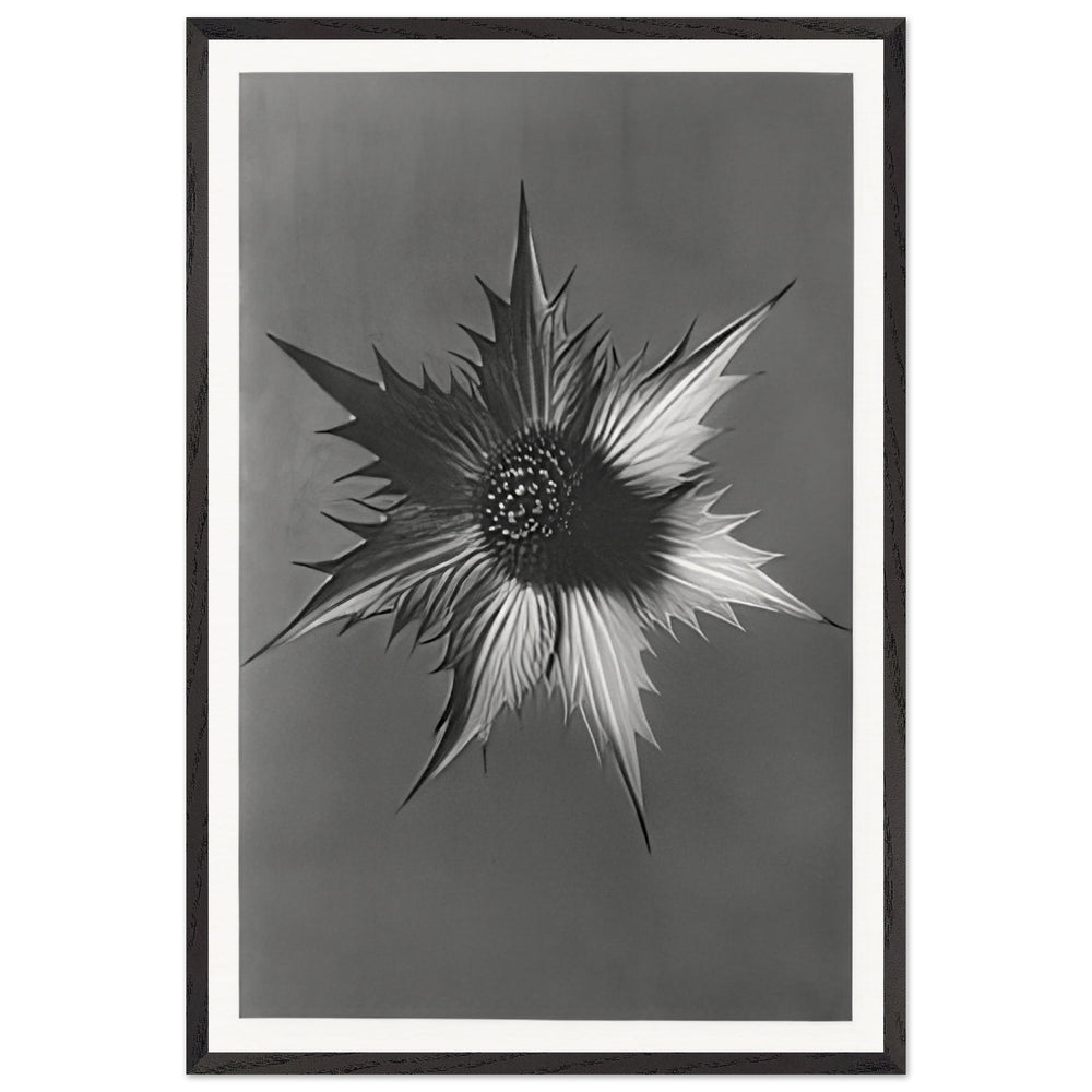 Art Forms in Nature 66 by Karl Blossfeldt, framed poster