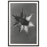 Art Forms in Nature 66 by Karl Blossfeldt, framed poster