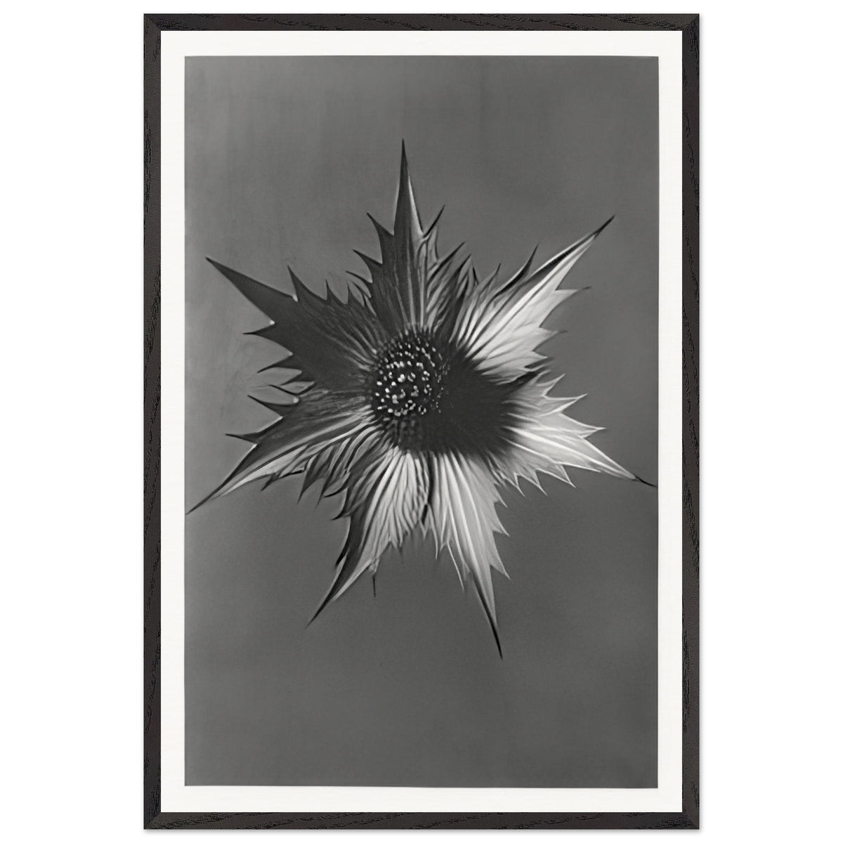 Art Forms in Nature 66 by Karl Blossfeldt, framed poster
