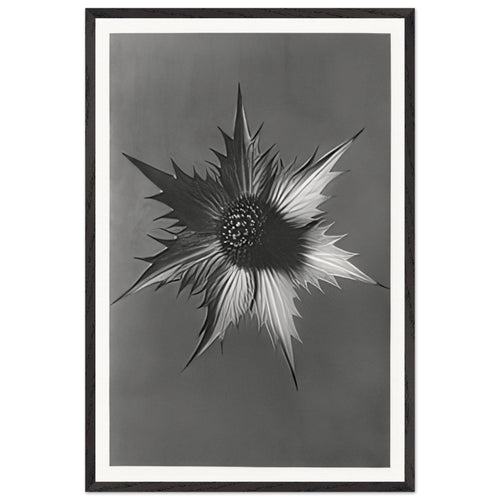 Art Forms in Nature 66 by Karl Blossfeldt, framed poster