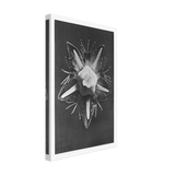 Art Forms in Nature 68 by Karl Blossfeldt, canvas, view 2