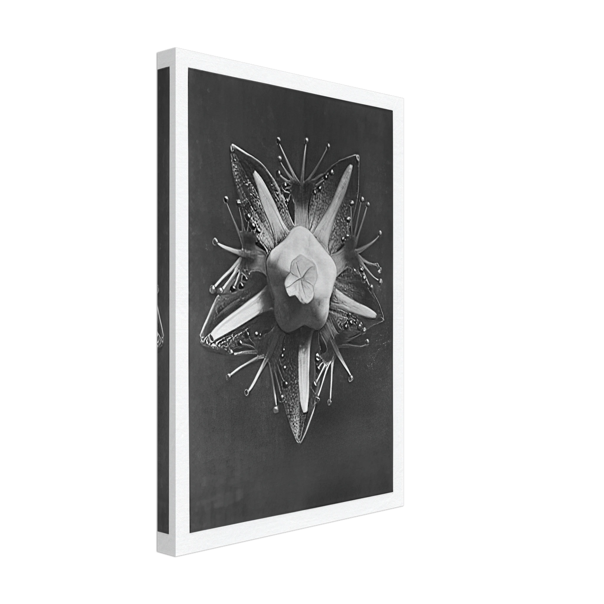 Art Forms in Nature 68 by Karl Blossfeldt, canvas, view 2