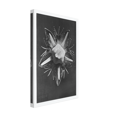Art Forms in Nature 68 by Karl Blossfeldt, canvas, view 2