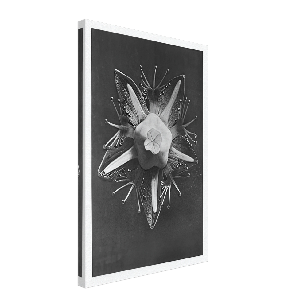Art Forms in Nature 68 by Karl Blossfeldt, canvas