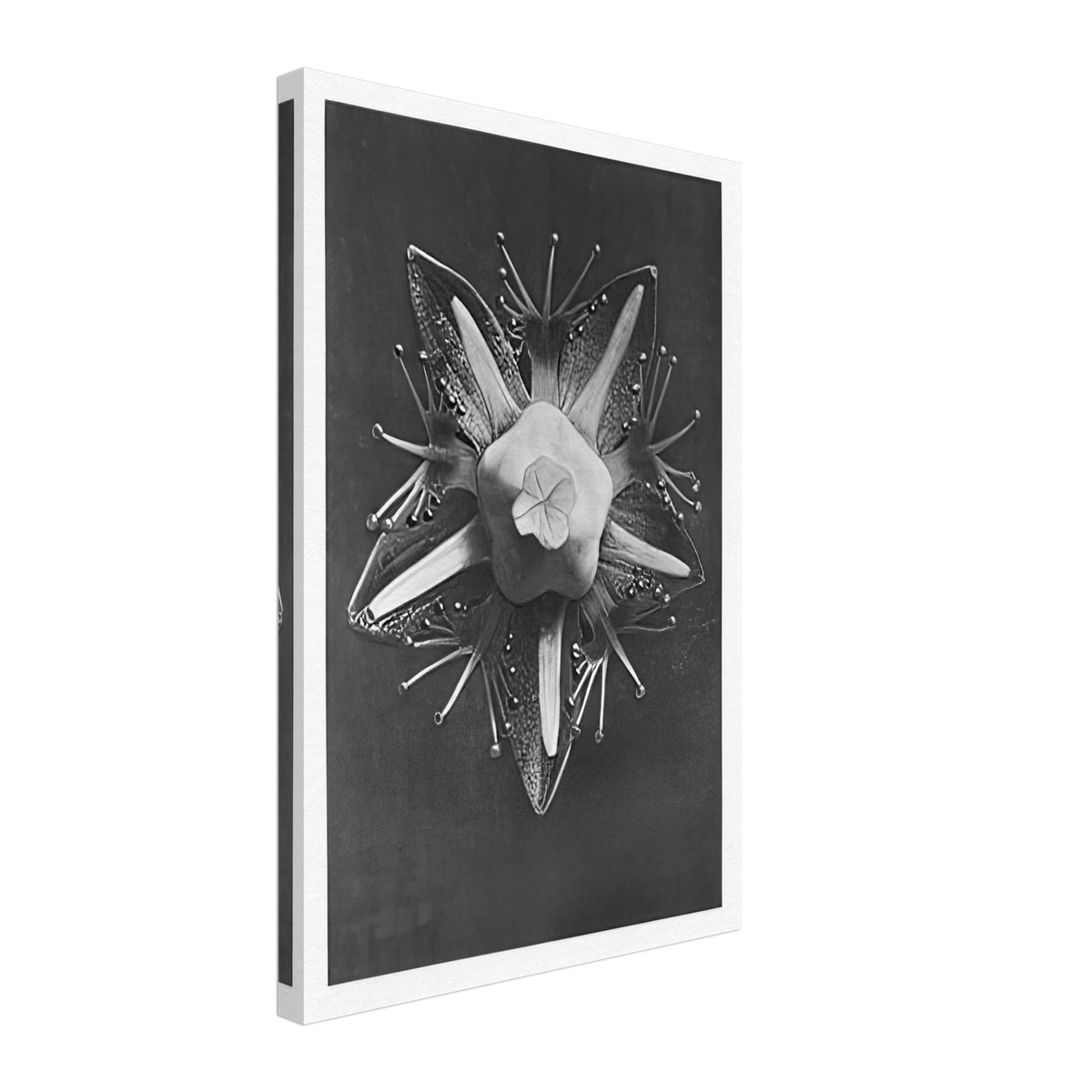 Art Forms in Nature 68 by Karl Blossfeldt, canvas