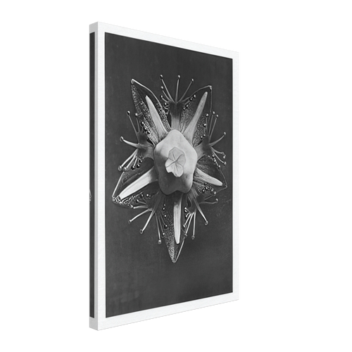 Art Forms in Nature 68 by Karl Blossfeldt, canvas