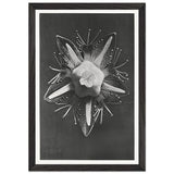 Art Forms in Nature 68 by Karl Blossfeldt, framed poster, view 2