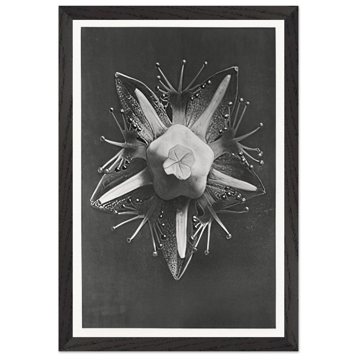 Art Forms in Nature 68 by Karl Blossfeldt, framed poster, view 2