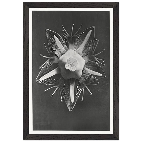Art Forms in Nature 68 by Karl Blossfeldt, framed poster, view 2